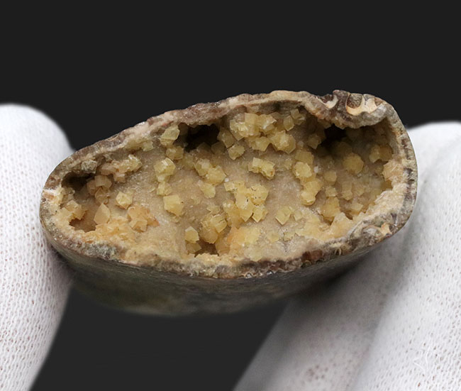 白亜紀の頭足類はアンモナイトだけじゃない!珍しいバキュリテス(Baculites)の化石(その6)