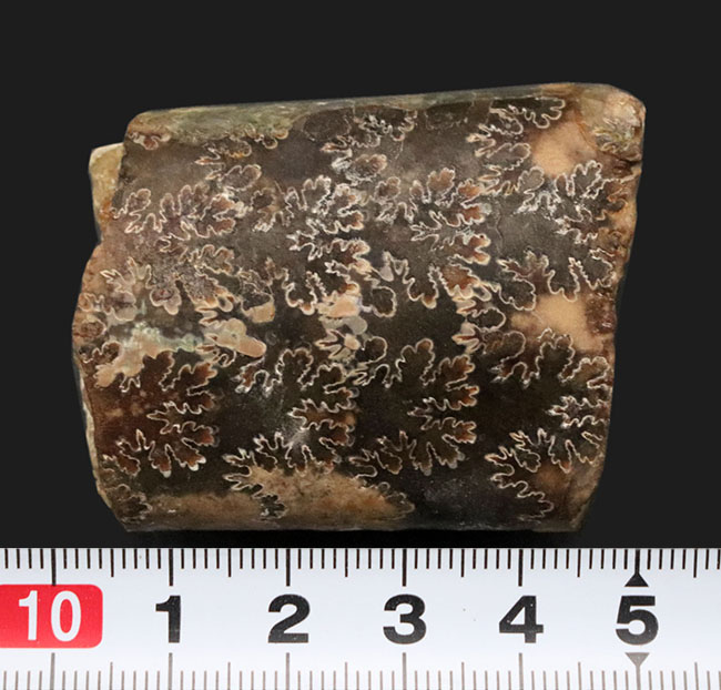 白亜紀の頭足類はアンモナイトだけじゃない!珍しいバキュリテス(Baculites)の化石(その7)