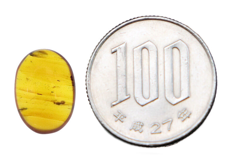 虫入り！約1億年前の記憶を秘めた、極めて古い琥珀、バーマイト（Burmite）（その9）