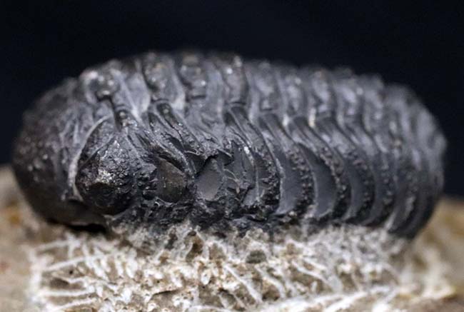 三葉虫 [PH72] 化石 ファコプス 三葉虫 [PH72] 化石 ファコプス