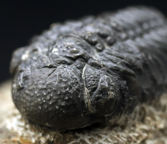 中央にバランスよく配置された古生代デボン紀を代表する三葉虫