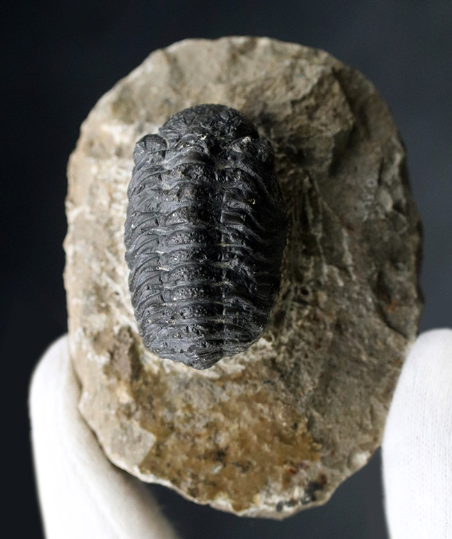 中央にバランスよく配置された古生代デボン紀を代表する三葉虫、ファコプス（Phacops）の化石（その6）