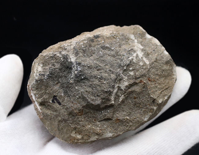 中央にバランスよく配置された古生代デボン紀を代表する三葉虫、ファコプス（Phacops）の化石（その8）