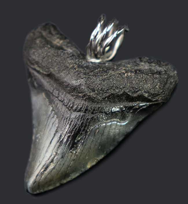 「最強」を身につけろ！メガロドンの歯化石を使ったペンダントトップ（Carcharodon megalodon）。黒紐、シルバーチェーン、高級ジュエリーケース付き（その1）