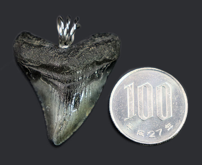 「最強」を身につけろ！メガロドンの歯化石を使ったペンダントトップ（Carcharodon megalodon）。黒紐、シルバーチェーン、高級ジュエリーケース付き（その7）