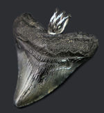 「最強」を身につけろ！メガロドンの歯化石を使ったペンダントトップ（Carcharodon megalodon）。黒紐、シルバーチェーン、高級ジュエリーケース付き