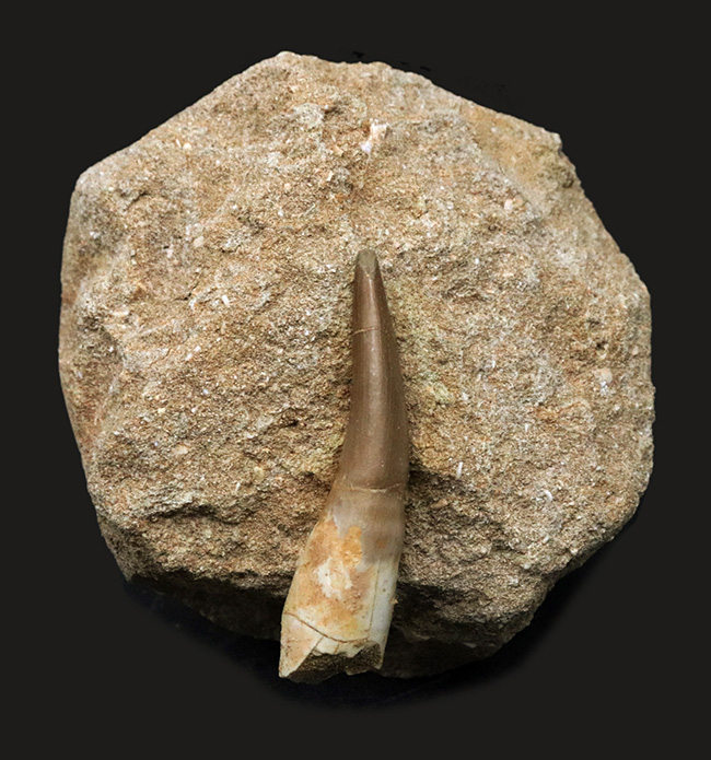 極上！長いヘビのような首で知られる、白亜紀後期の海生爬虫類、エラスモサウルスの上質の歯化石（その1）