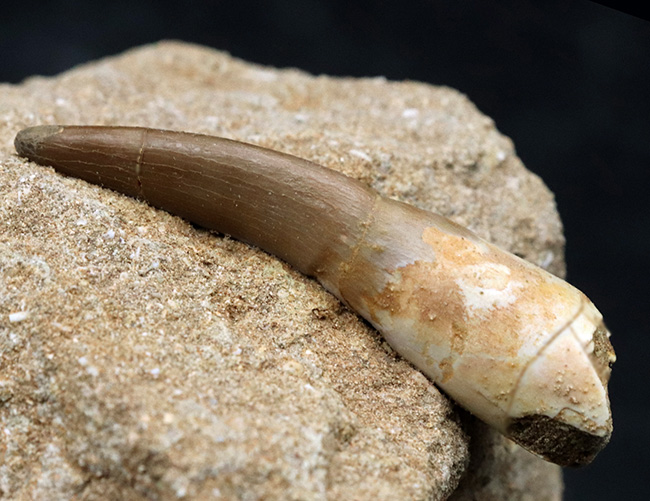 極上！長いヘビのような首で知られる、白亜紀後期の海生爬虫類、エラスモサウルスの上質の歯化石（その2）