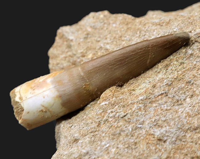 極上！長いヘビのような首で知られる、白亜紀後期の海生爬虫類、エラスモサウルスの上質の歯化石（その4）