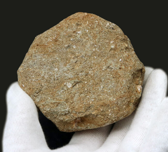 極上！長いヘビのような首で知られる、白亜紀後期の海生爬虫類、エラス