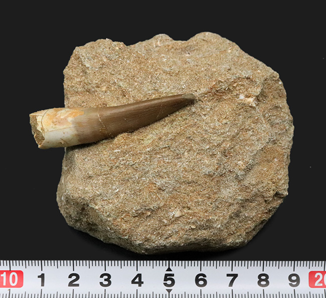 極上！長いヘビのような首で知られる、白亜紀後期の海生爬虫類、エラス