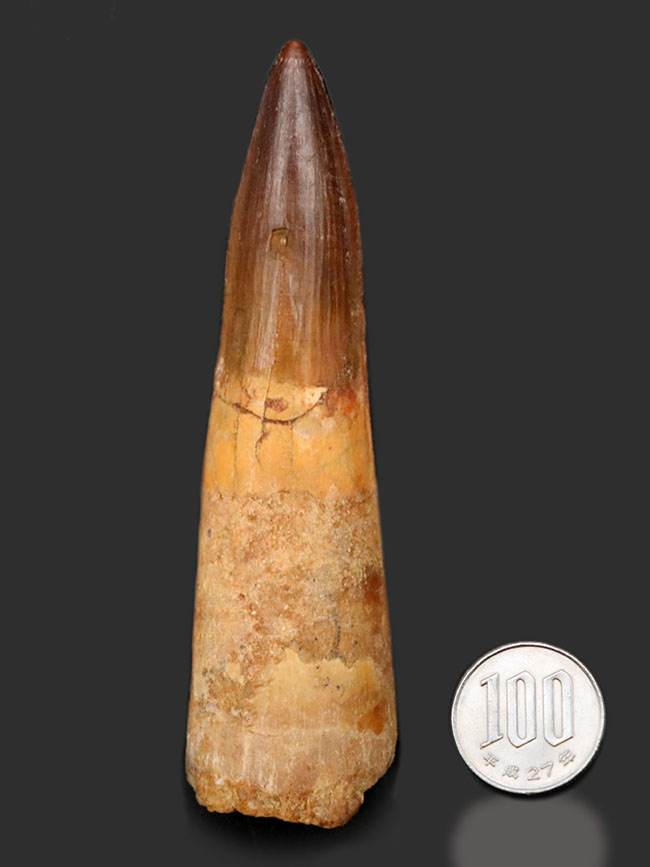 これぞビッグ&ビューティー!ロングカーブ10センチ以上、北アフリカの雄、恐竜、スピノサウルス(Spinosaurus)の上質かつ巨大な歯化石(その10)
