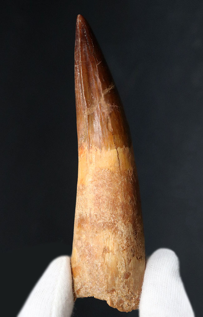 これぞビッグ&ビューティー!ロングカーブ10センチ以上、北アフリカの雄、恐竜、スピノサウルス(Spinosaurus)の上質かつ巨大な歯化石(その8)