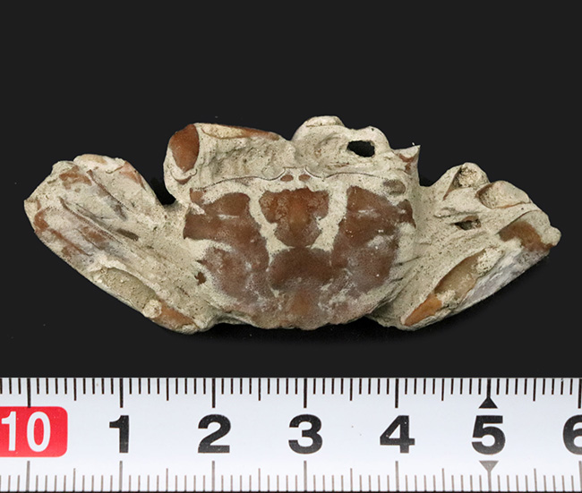 はさみ、足、甲羅など特徴的な部位が残存、左右57ミリ、大きな国産の