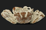 はさみ、足、甲羅など特徴的な部位が残存、左右５７ミリ、大きな国産のカニ化石