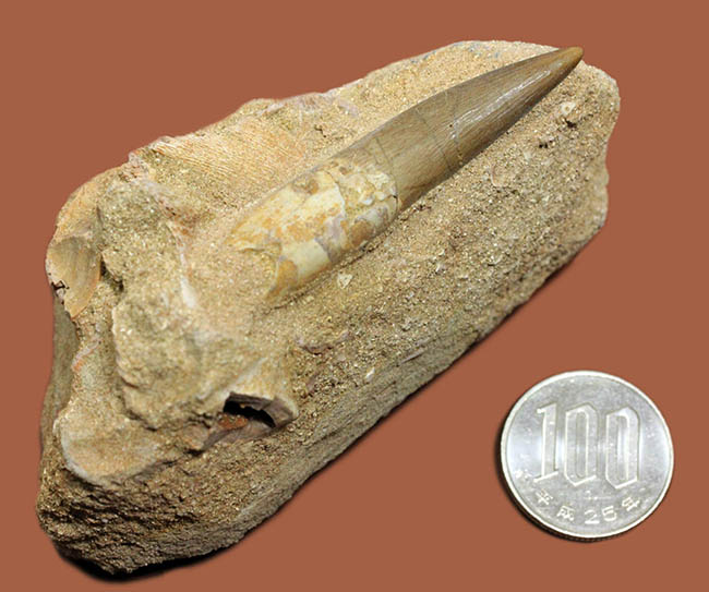 上質！首長竜プレシオサウルスの歯化石。母岩付。（その12）