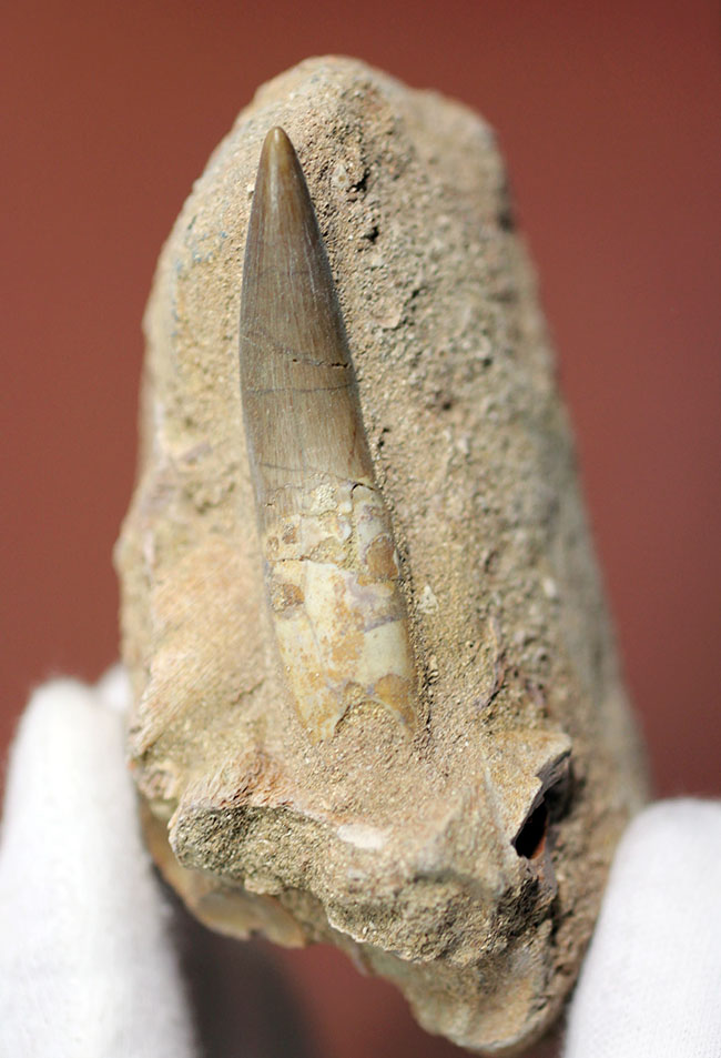上質！首長竜プレシオサウルスの歯化石。母岩付。（その2）