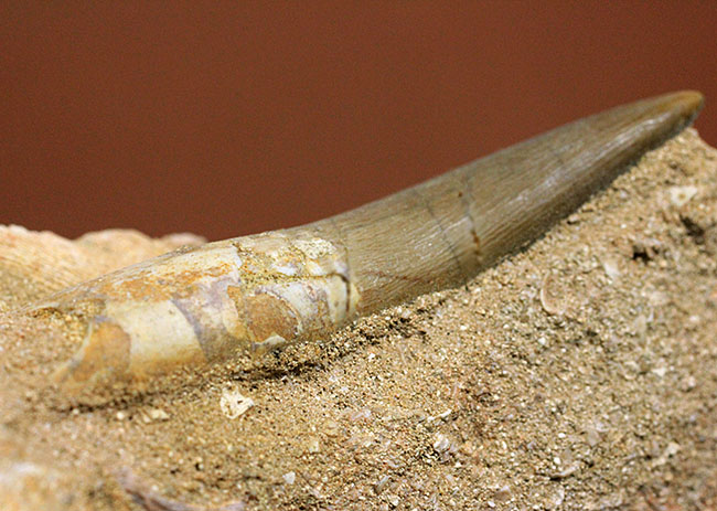 上質！首長竜プレシオサウルスの歯化石。母岩付。 海の