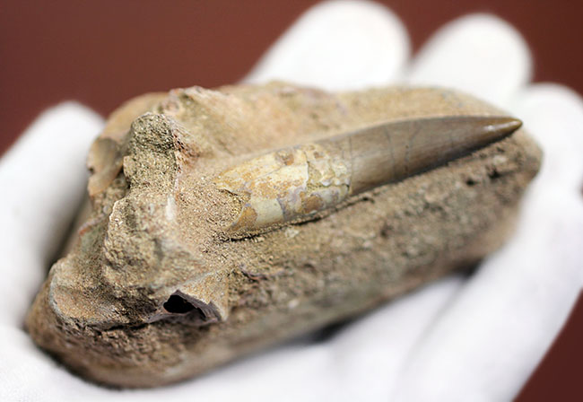 上質！首長竜プレシオサウルスの歯化石。母岩付。（その5）