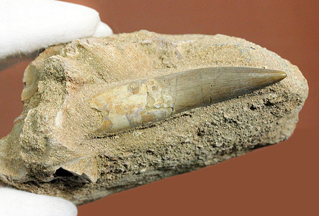 上質！首長竜プレシオサウルスの歯化石。母岩付。（その7）