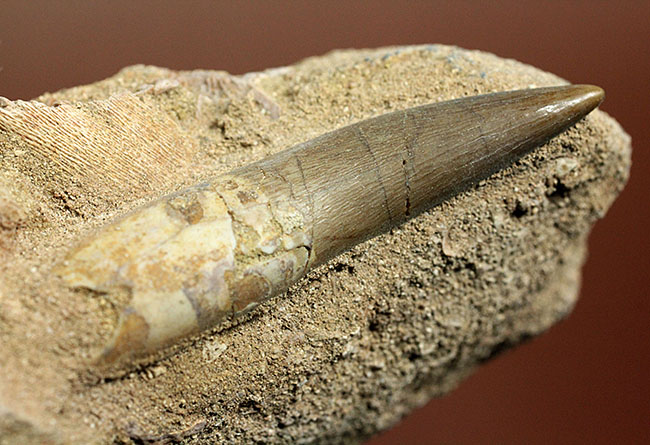 上質！首長竜プレシオサウルスの歯化石。母岩付。（その8）