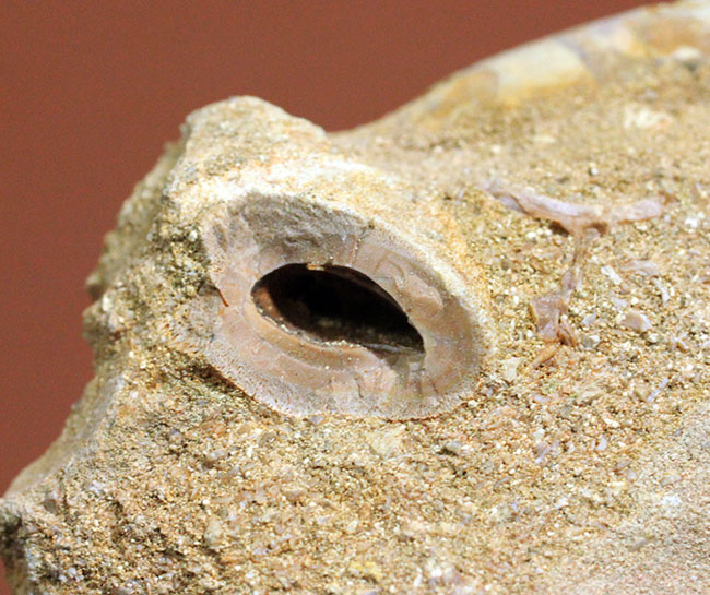 上質！首長竜プレシオサウルスの歯化石。母岩付。（その9）
