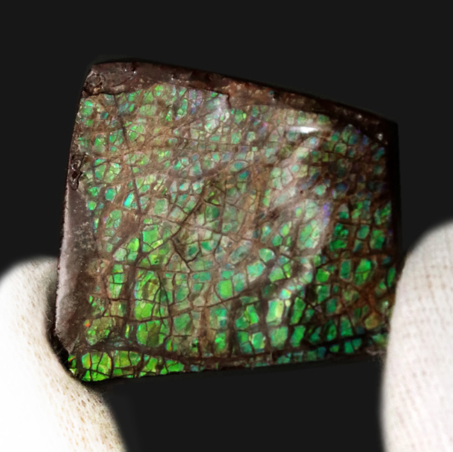 グリーンに輝くドラゴンスキン模様にご注目!カナダ・アルバータ州産の宝石、アンモライト(Ammolite)のピース(その1)