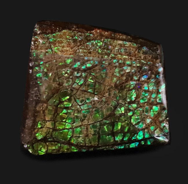 グリーンに輝くドラゴンスキン模様にご注目!カナダ・アルバータ州産の宝石、アンモライト(Ammolite)のピース(その2)