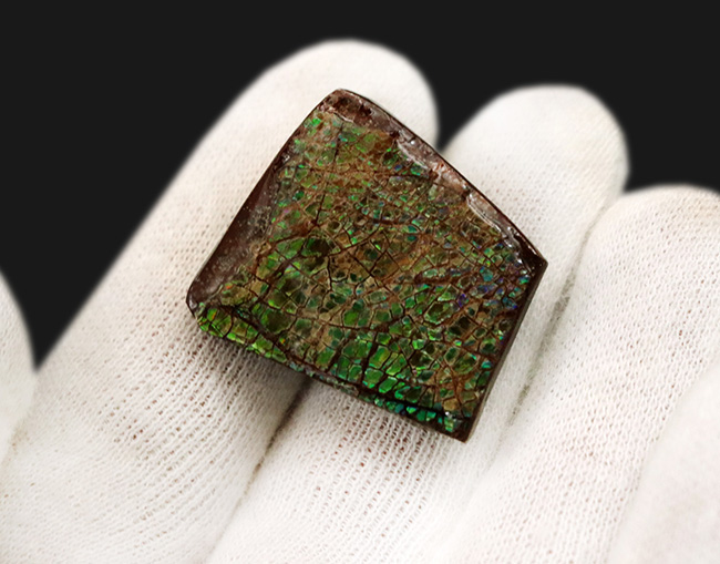 グリーンに輝くドラゴンスキン模様にご注目!カナダ・アルバータ州産の宝石、アンモライト(Ammolite)のピース(その3)