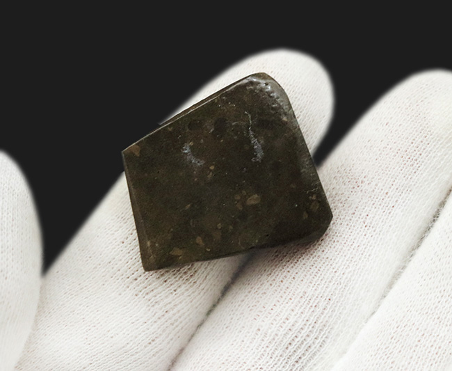 グリーンに輝くドラゴンスキン模様にご注目!カナダ・アルバータ州産の宝石、アンモライト(Ammolite)のピース(その4)
