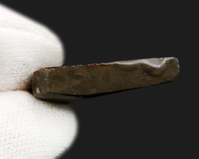グリーンに輝くドラゴンスキン模様にご注目!カナダ・アルバータ州産の宝石、アンモライト(Ammolite)のピース(その5)