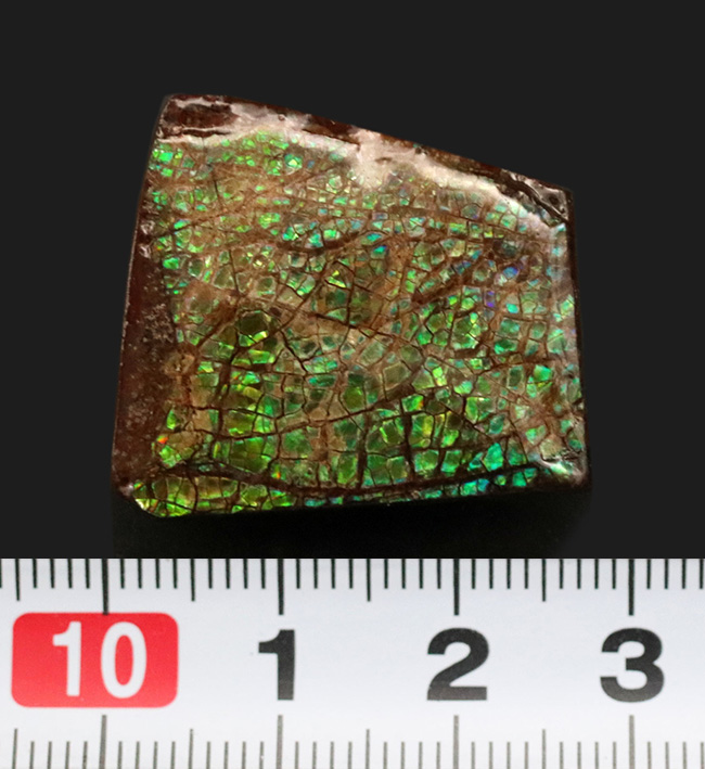 グリーンに輝くドラゴンスキン模様にご注目!カナダ・アルバータ州産の宝石、アンモライト(Ammolite)のピース(その6)