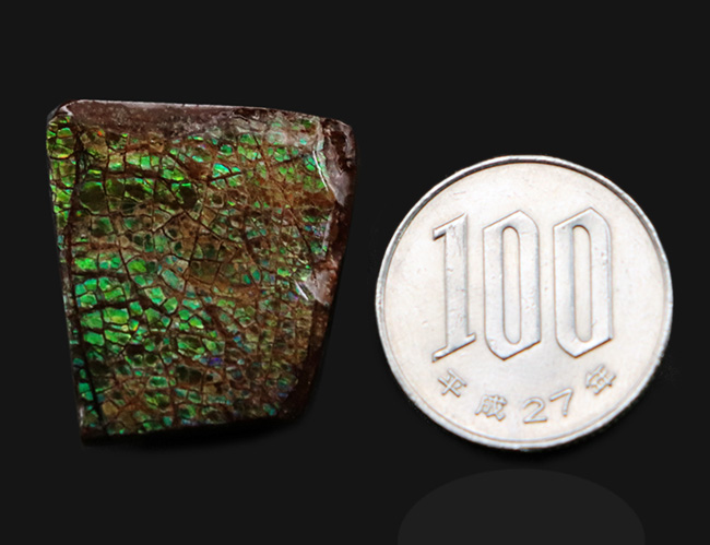 グリーンに輝くドラゴンスキン模様にご注目!カナダ・アルバータ州産の宝石、アンモライト(Ammolite)のピース(その7)