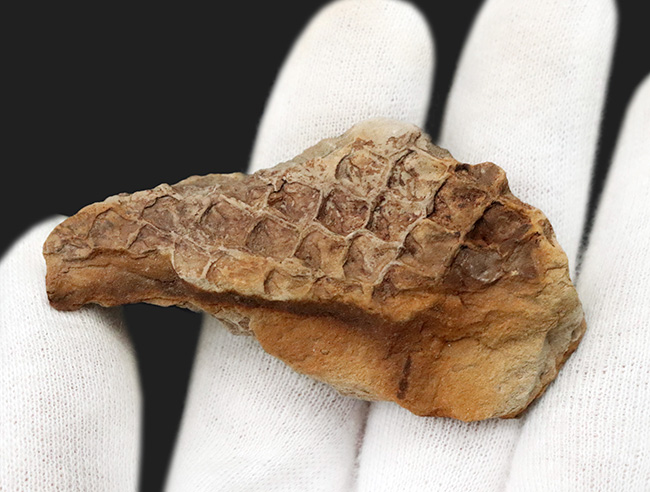 うろこの木!明瞭な鱗模様が確認できる、米国アイオワ州産のレピドデンドロン(Lepidodendron)の樹皮の化石(その1)