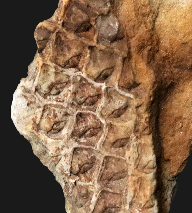 うろこの木!明瞭な鱗模様が確認できる、米国アイオワ州産のレピドデンドロン(Lepidodendron)の樹皮の化石(その2)
