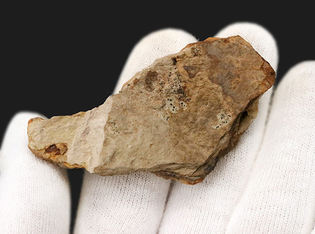 うろこの木!明瞭な鱗模様が確認できる、米国アイオワ州産のレピドデンドロン(Lepidodendron)の樹皮の化石(その3)