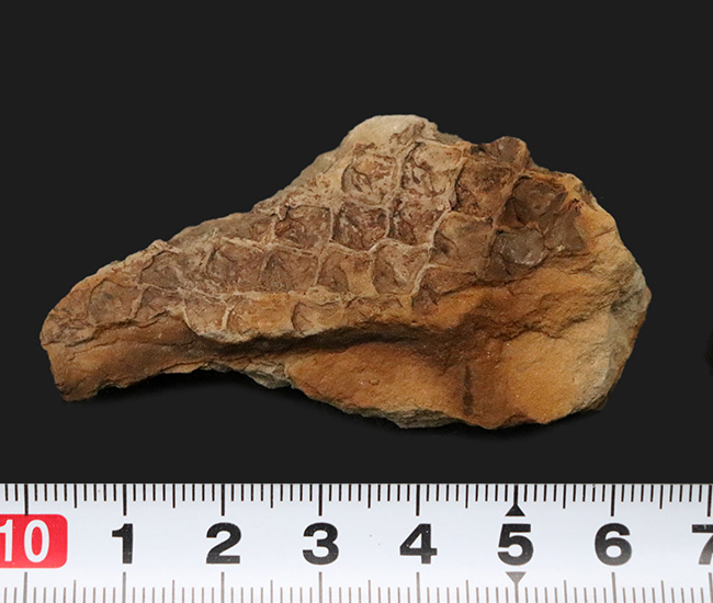 うろこの木!明瞭な鱗模様が確認できる、米国アイオワ州産のレピドデンドロン(Lepidodendron)の樹皮の化石(その5)