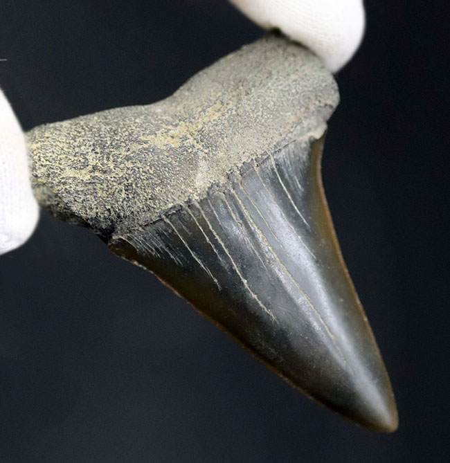 ナチュラル！長年大切にされてきた希少な国産のサメの歯化石。茨城県日立市産（その1）