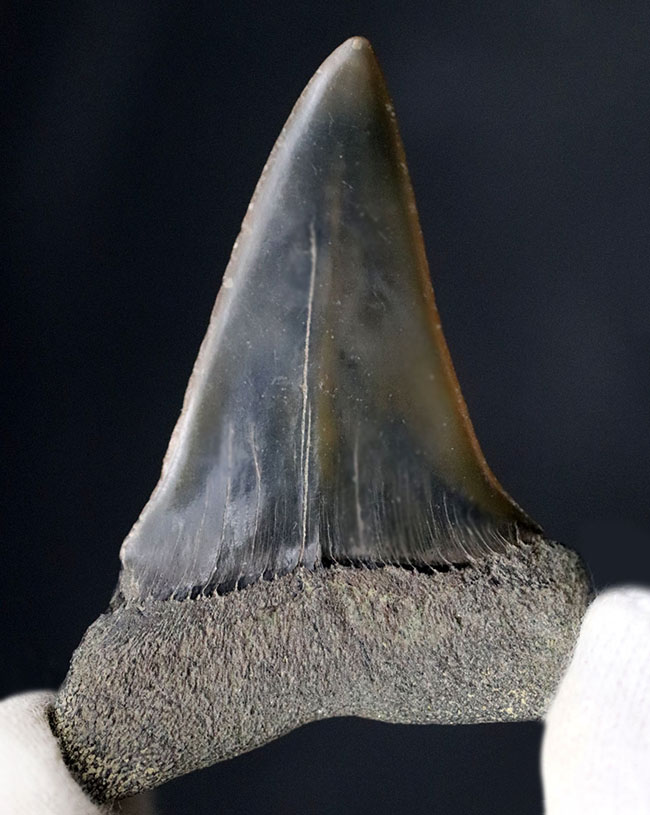 ナチュラル！長年大切にされてきた希少な国産のサメの歯化石。茨城県日立市産（その2）