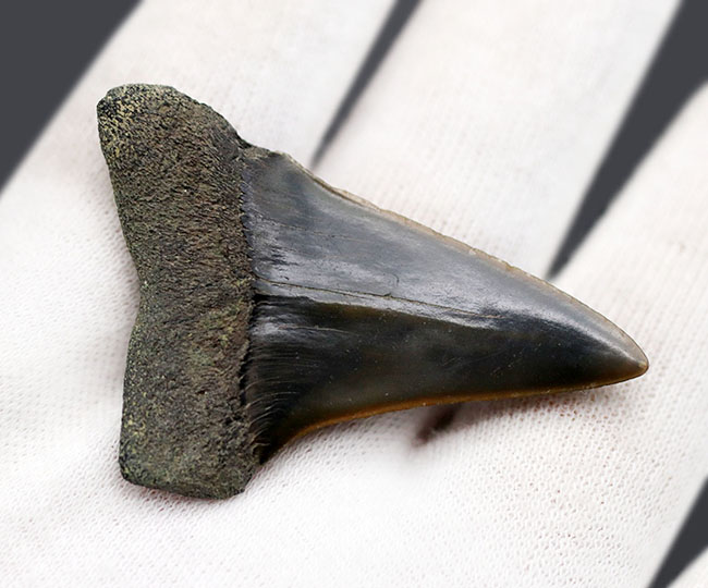 ナチュラル！長年大切にされてきた希少な国産のサメの歯化石。茨城県日立市産（その3）
