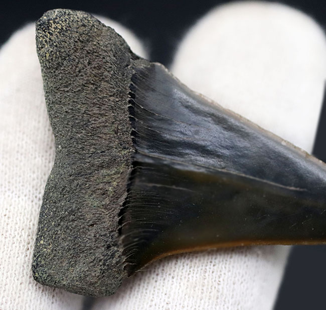 ナチュラル！長年大切にされてきた希少な国産のサメの歯化石。茨城県日立市産（その4）