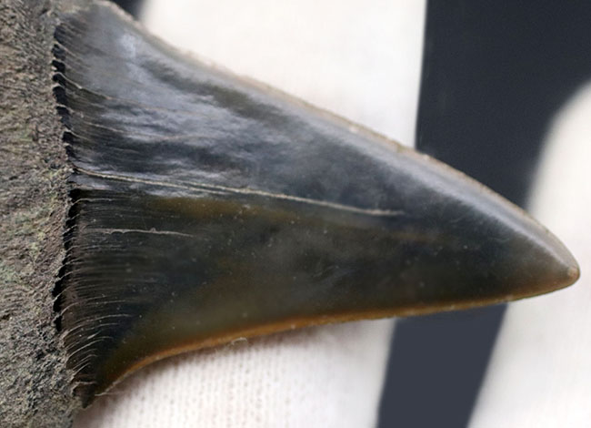 ナチュラル！長年大切にされてきた希少な国産のサメの歯化石。茨城県日立市産（その5）