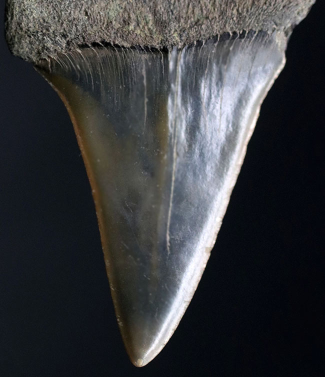 ナチュラル！長年大切にされてきた希少な国産のサメの歯化石。茨城県日立市産（その6）