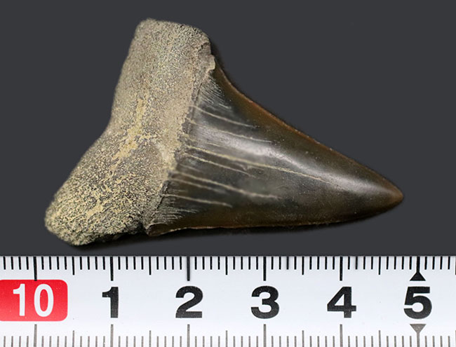 ナチュラル！長年大切にされてきた希少な国産のサメの歯化石。茨城県日立市産（その7）