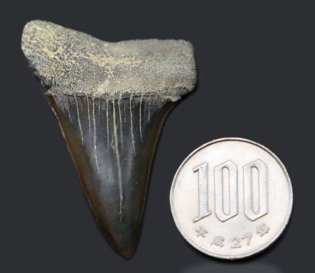 ナチュラル！長年大切にされてきた希少な国産のサメの歯化石。茨城県日立市産（その8）