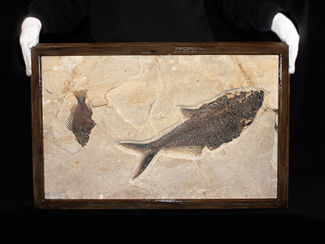 額装含め横幅71センチ!希少なオールドコレクション!博物館級古代魚ディプロミスタスとプリスカカラ。引き継いでいただける次のオーナーを募集します。(その1)