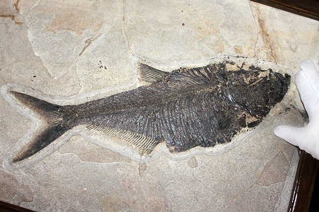 額装含め横幅71センチ！希少なオールドコレクション！博物館級古代魚