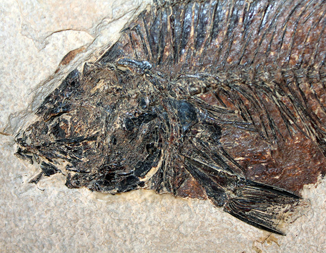 額装含め横幅71センチ!希少なオールドコレクション!博物館級古代魚ディプロミスタスとプリスカカラ。引き継いでいただける次のオーナーを募集します。(その14)