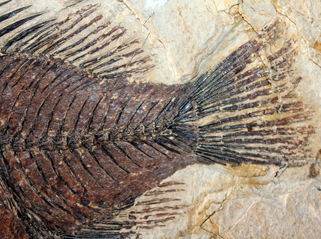 額装含め横幅71センチ!希少なオールドコレクション!博物館級古代魚ディプロミスタスとプリスカカラ。引き継いでいただける次のオーナーを募集します。(その16)