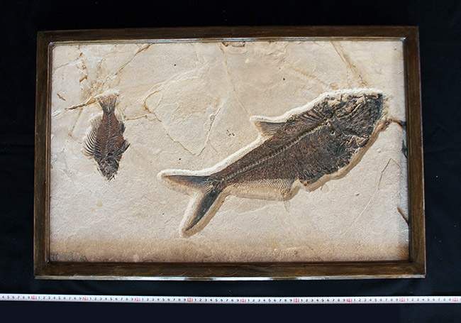 額装含め横幅71センチ!希少なオールドコレクション!博物館級古代魚ディプロミスタスとプリスカカラ。引き継いでいただける次のオーナーを募集します。(その17)